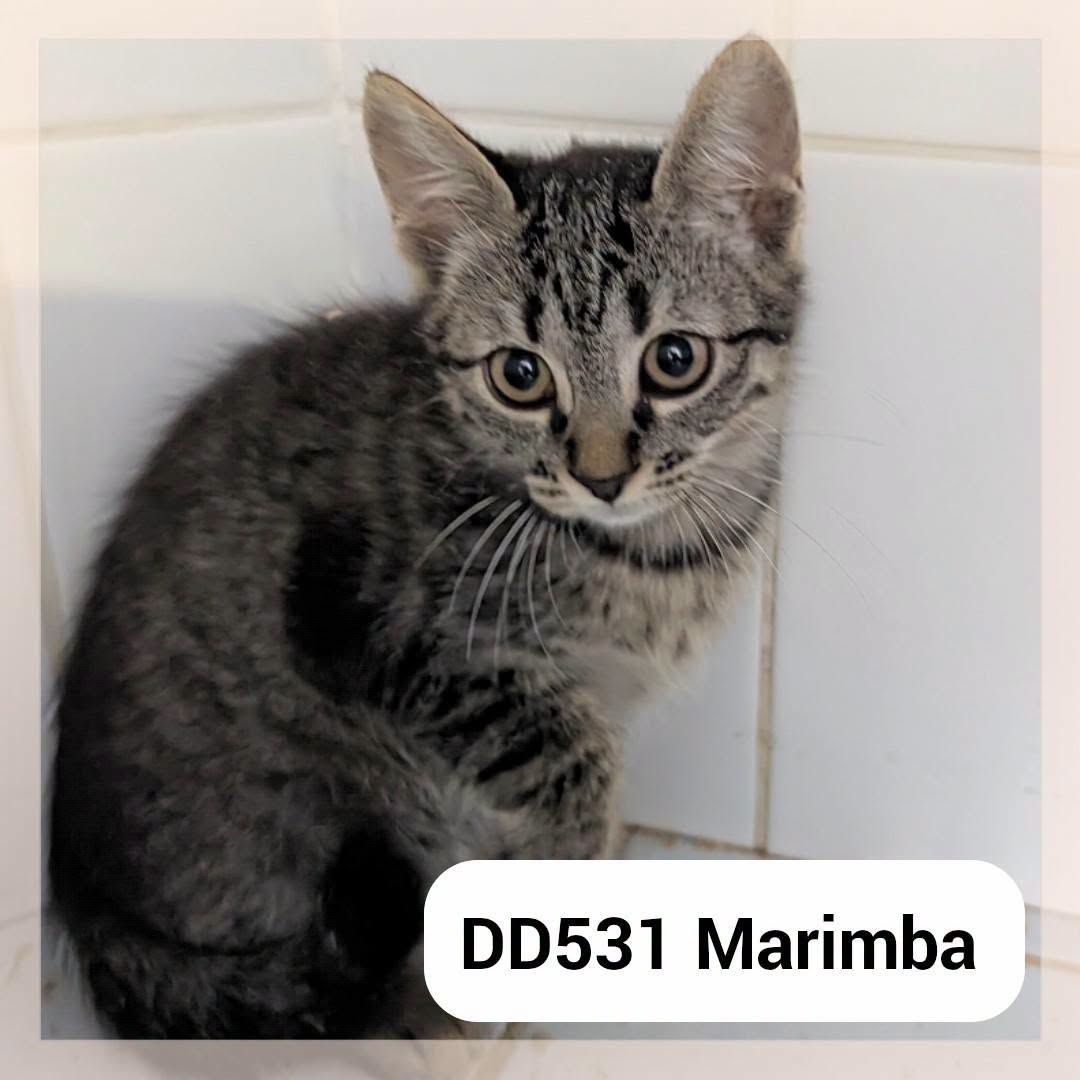 Marimba