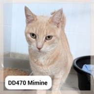 Mimine