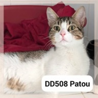 Patou