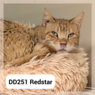 Redstar