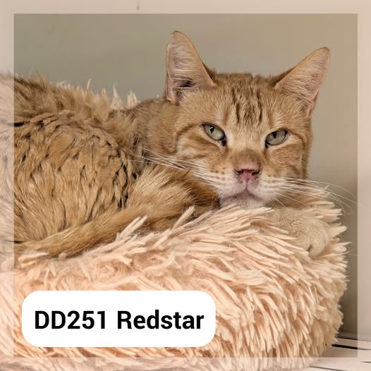 Redstar