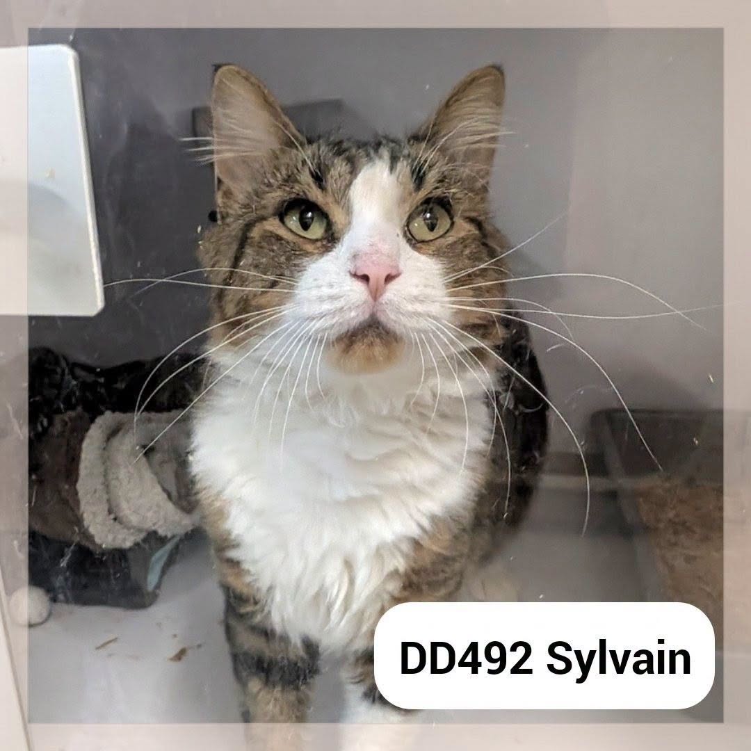 Sylvain